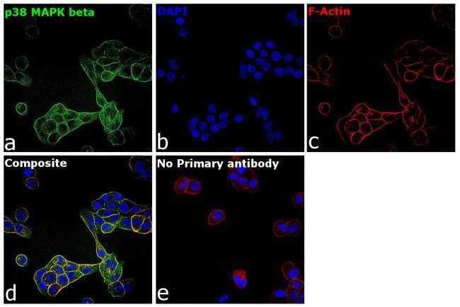 p38 MAPK beta Antibody in Immunocytochemistry (ICC/IF)