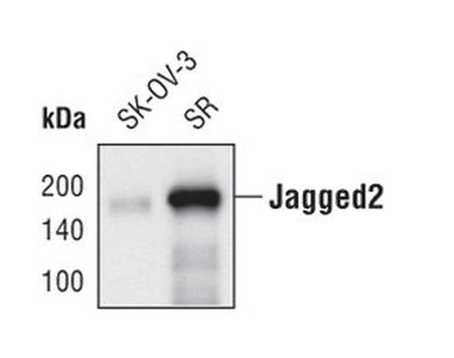 Jagged2 Antibody in Western Blot (WB)