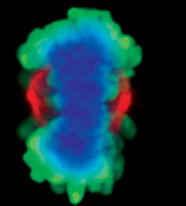 Aurora A Antibody in Immunocytochemistry (ICC/IF)