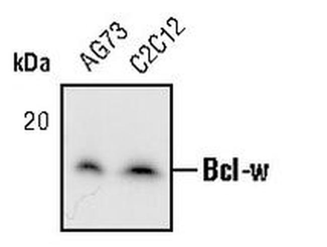 Bcl-W Antibody in Western Blot (WB)