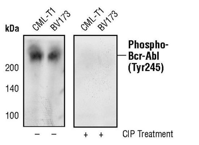 Phospho-c-Abl (Tyr245) Antibody in Western Blot (WB)