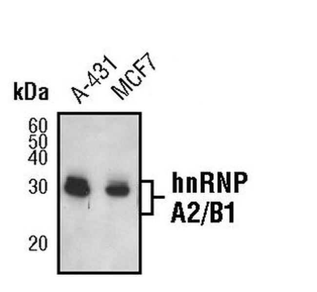 hnRNP A2B1 Antibody in Western Blot (WB)