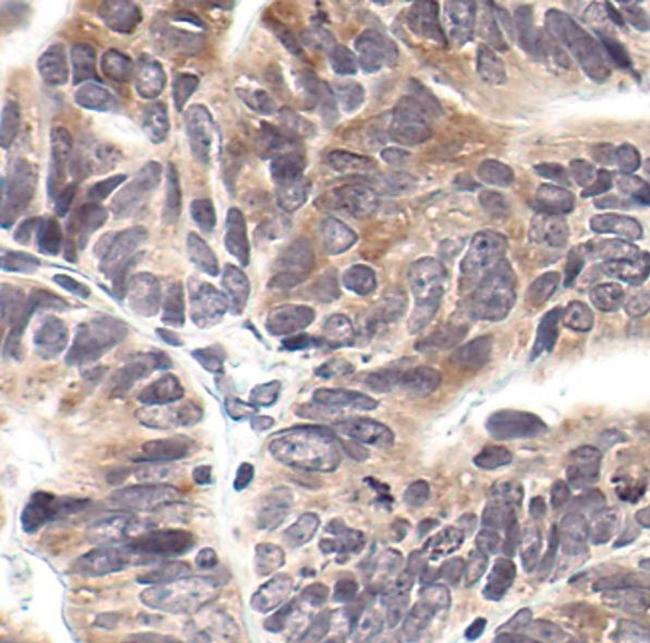 Phospho-EIF2S1 (Ser52) Antibody in Immunohistochemistry (Paraffin) (IHC (P))