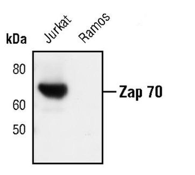 Zap-70 Antibody in Western Blot (WB)