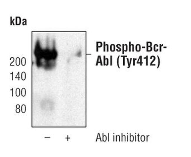 Phospho-c-Abl (Tyr412) Antibody in Western Blot (WB)