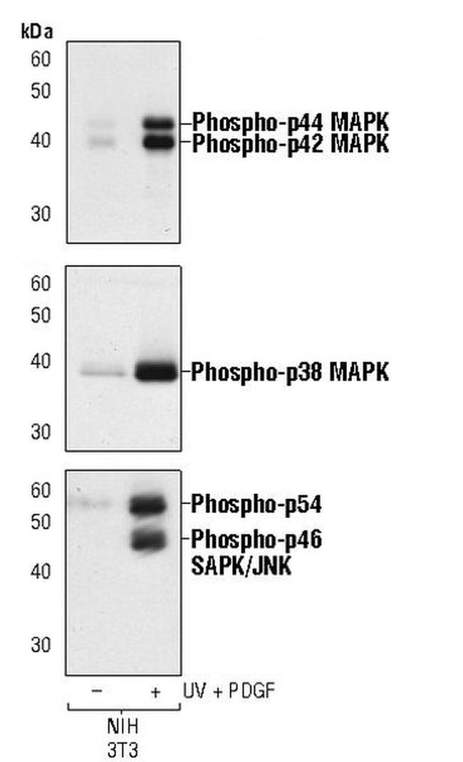 Phospho-JNK1/JNK2 (Thr183, Tyr185) Antibody in Western Blot (WB)