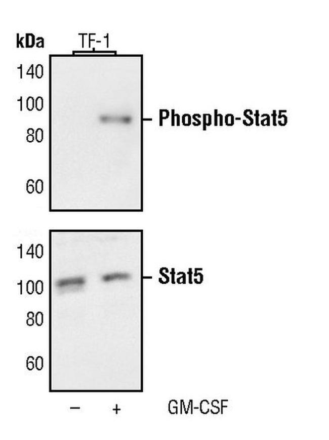 Phospho-STAT5 alpha (Tyr694) Antibody in Western Blot (WB)