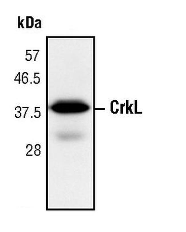 CrkL Antibody in Western Blot (WB)