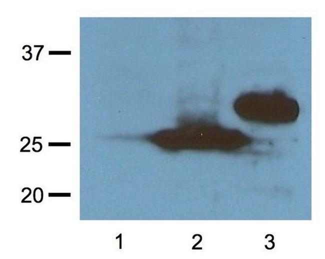 RFP Antibody in Western Blot (WB)