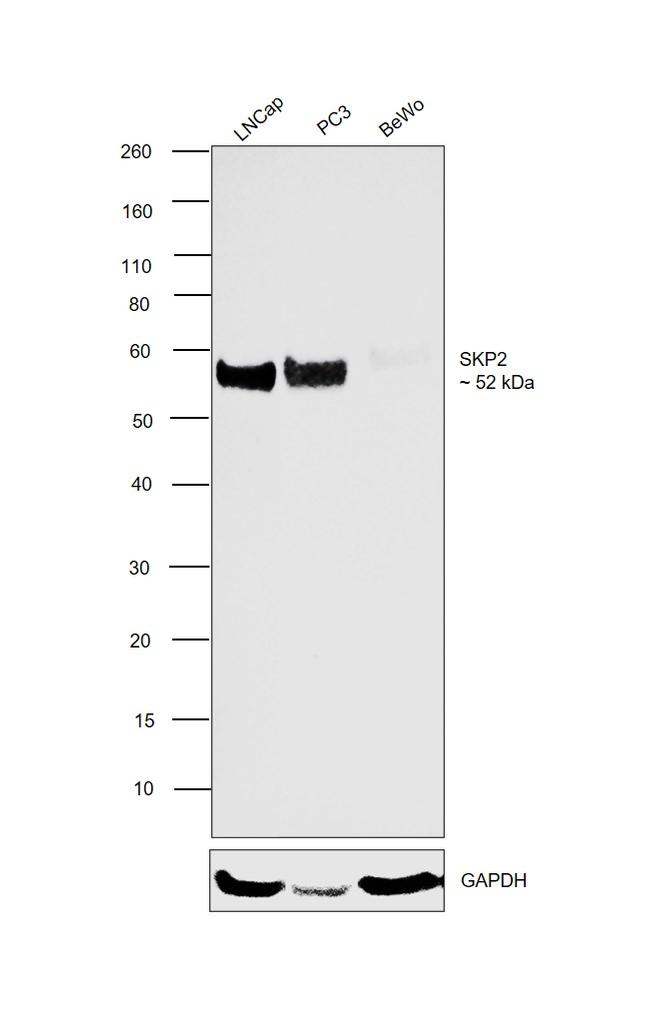 SKP2 Antibody in Western Blot (WB)