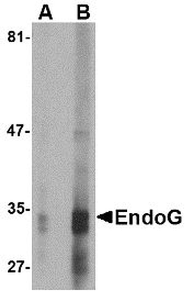 ENDOG Antibody in Western Blot (WB)