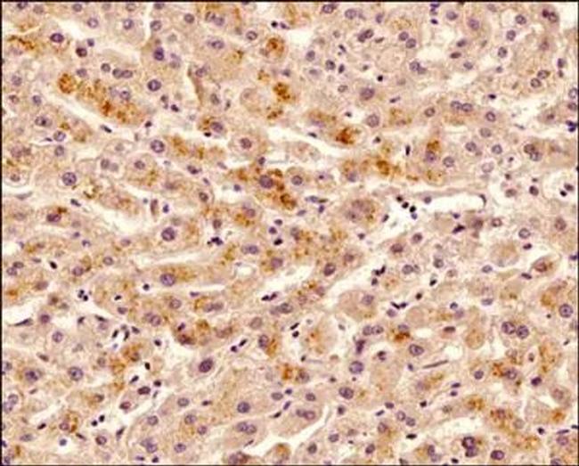 TNFRSF11B Antibody in Immunohistochemistry (Paraffin) (IHC (P))