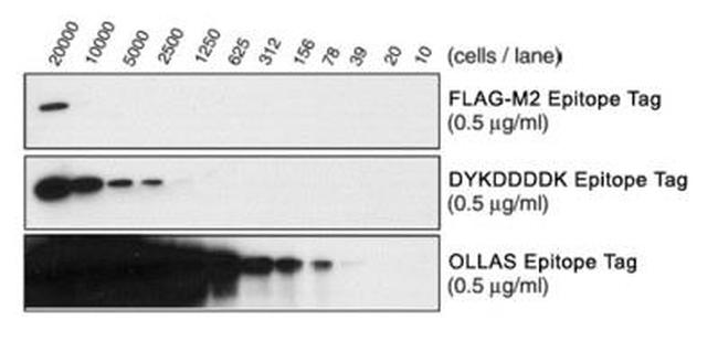 OLLAS Tag Antibody in Western Blot (WB)