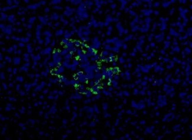 HPa2 Antibody in Immunocytochemistry (ICC/IF)