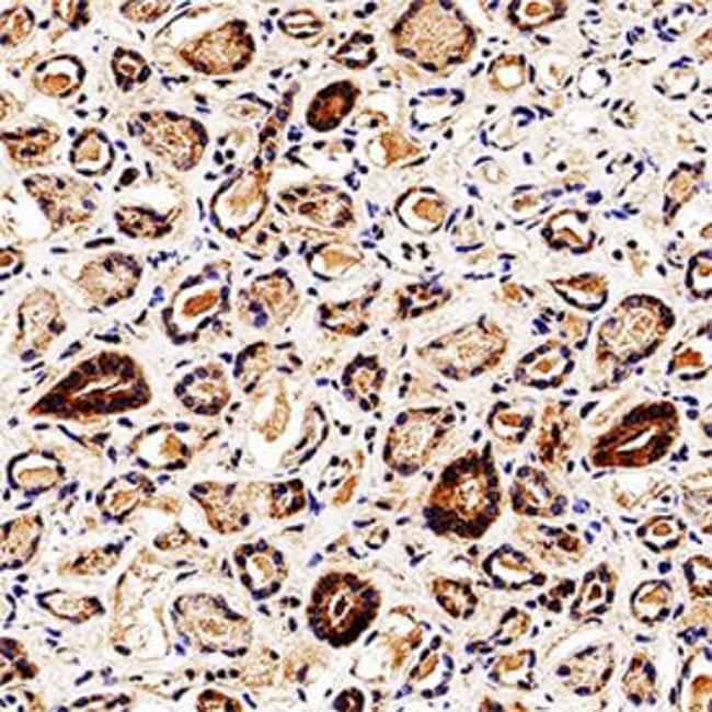 Bif1 Antibody in Immunohistochemistry (Paraffin) (IHC (P))