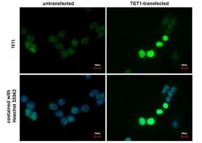 TET1 Antibody in Immunocytochemistry (ICC/IF)