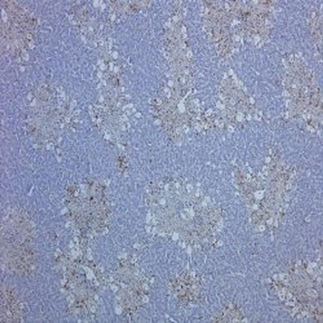 CD68 Antibody in Immunohistochemistry (Paraffin) (IHC (P))