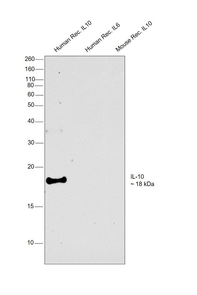 IL-10 Antibody in Western Blot (WB)