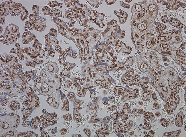 CD34 Antibody in Immunohistochemistry (Paraffin) (IHC (P))