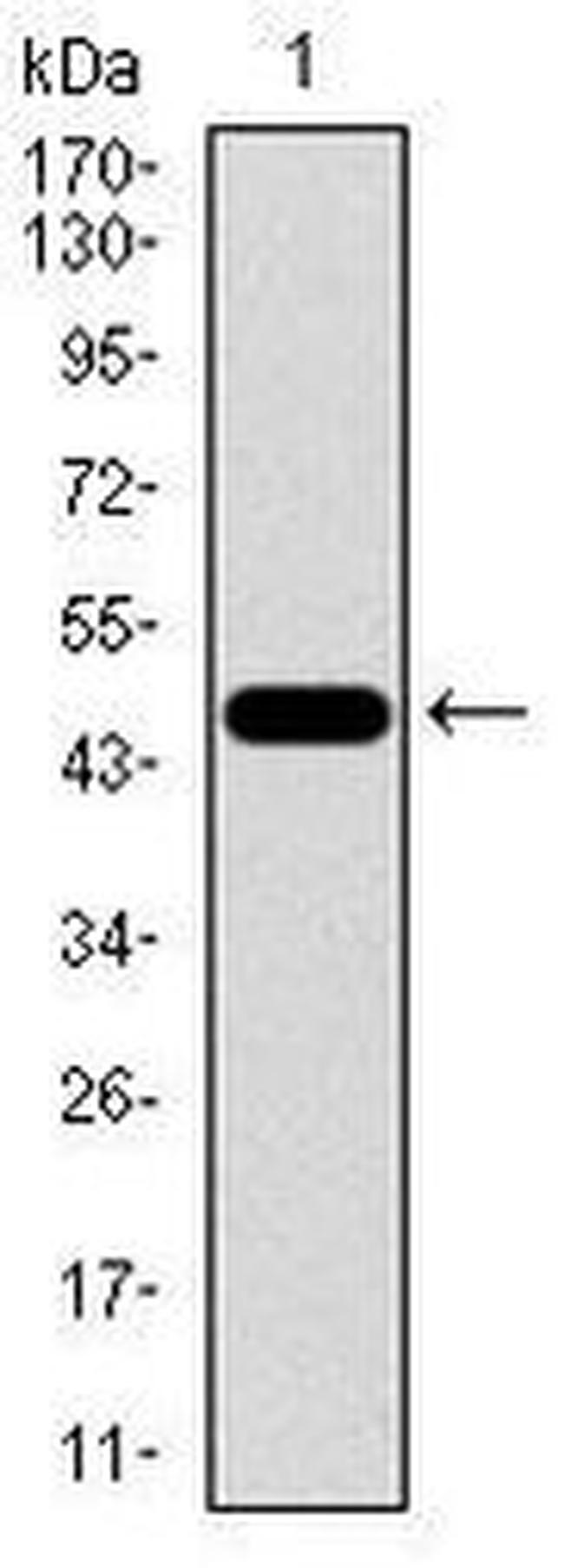 FOXC2 Antibody in Western Blot (WB)