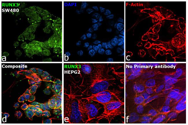 RUNX3 Antibody in Immunocytochemistry (ICC/IF)