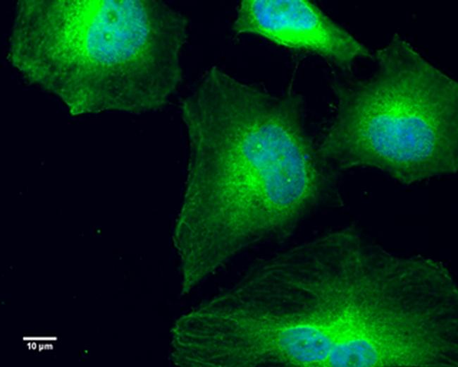 GCP4 Antibody in Immunocytochemistry (ICC/IF)