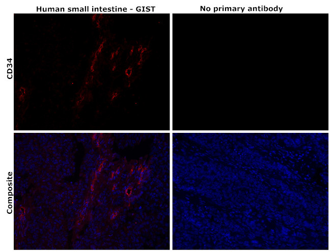 CD34 Antibody in Immunohistochemistry (Paraffin) (IHC (P))