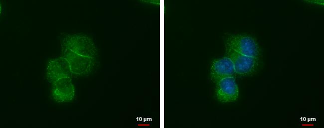 LIN7A Antibody in Immunocytochemistry (ICC/IF)