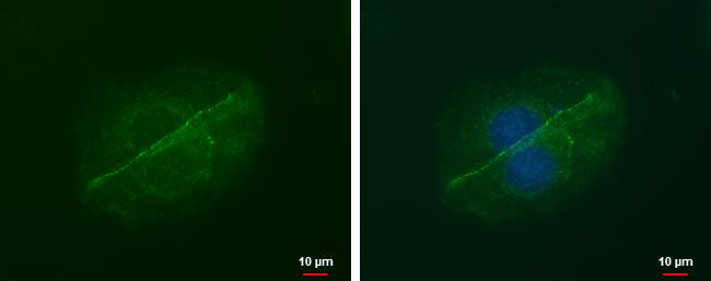 LIN7A Antibody in Immunocytochemistry (ICC/IF)