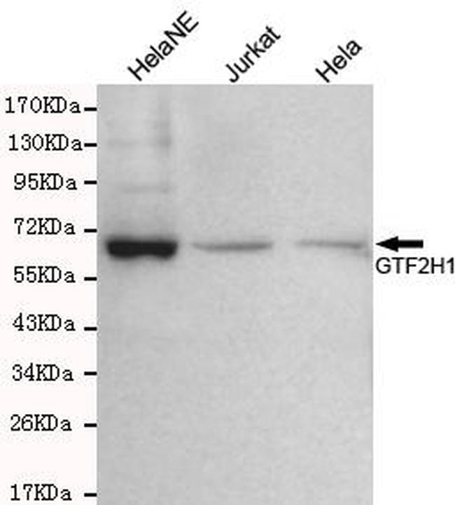 GTF2H1 Antibody in Western Blot (WB)