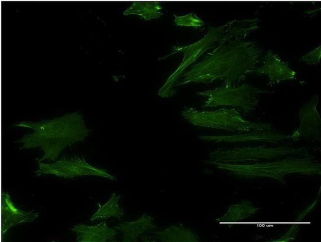 DPH2 Antibody in Immunocytochemistry (ICC/IF)