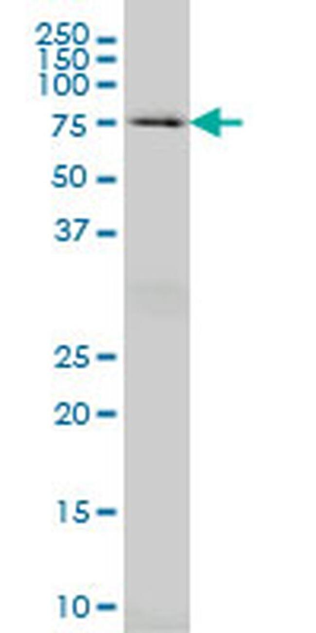 HSPA2 Antibody in Western Blot (WB)