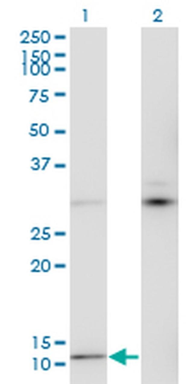 MTCP1 Antibody in Western Blot (WB)