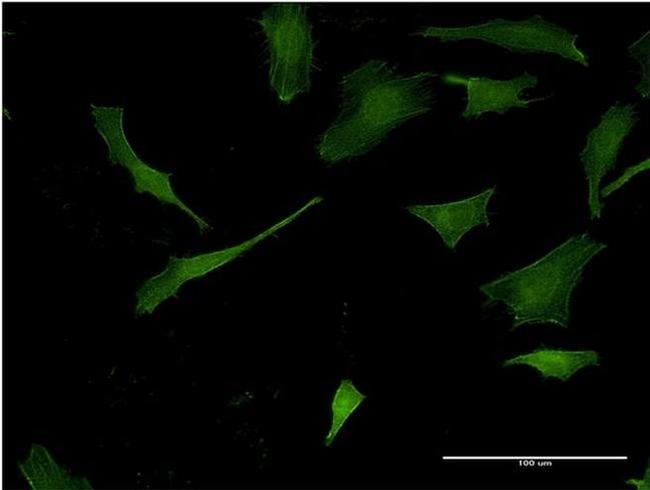 Pleckstrin Antibody in Immunocytochemistry (ICC/IF)