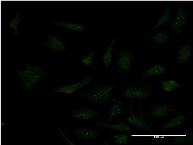 SP3 Antibody in Immunocytochemistry (ICC/IF)