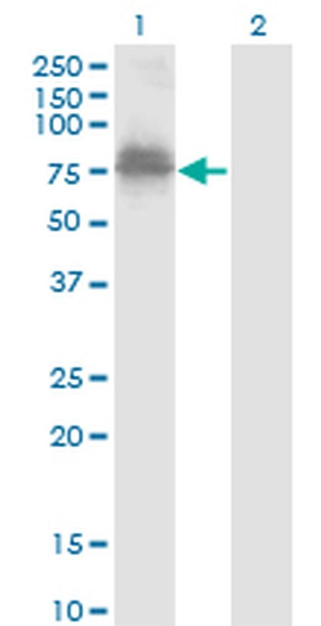 ZNF23 Antibody in Western Blot (WB)