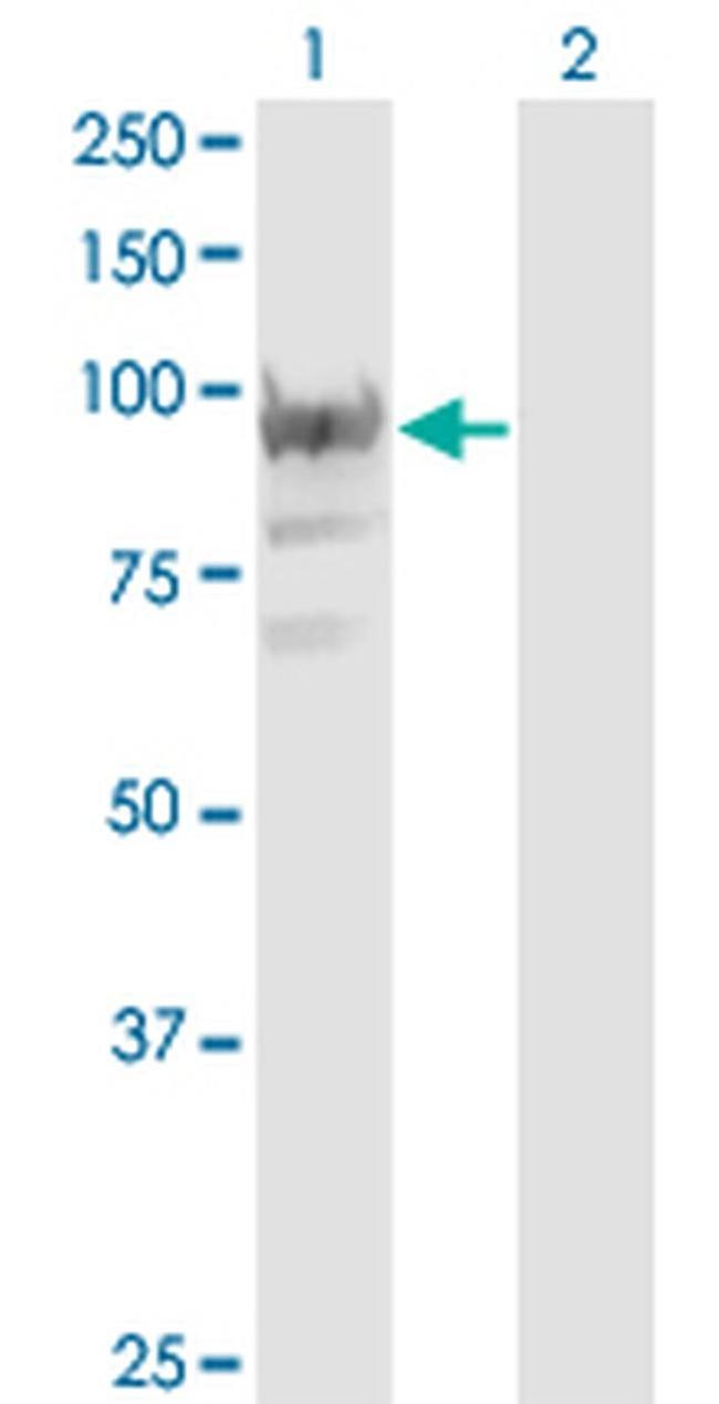 RBM12 Antibody in Western Blot (WB)