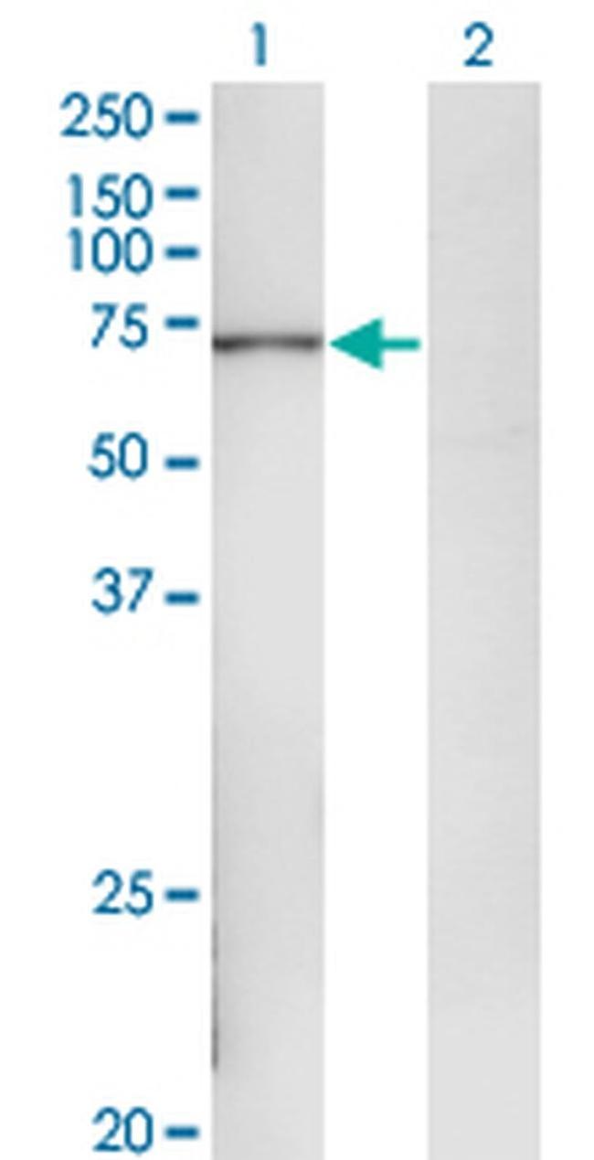 POLA2 Antibody in Western Blot (WB)