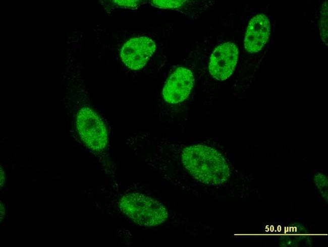 PASD1 Antibody in Immunocytochemistry (ICC/IF)