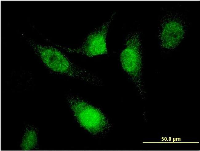 SFRS12 Antibody in Immunocytochemistry (ICC/IF)