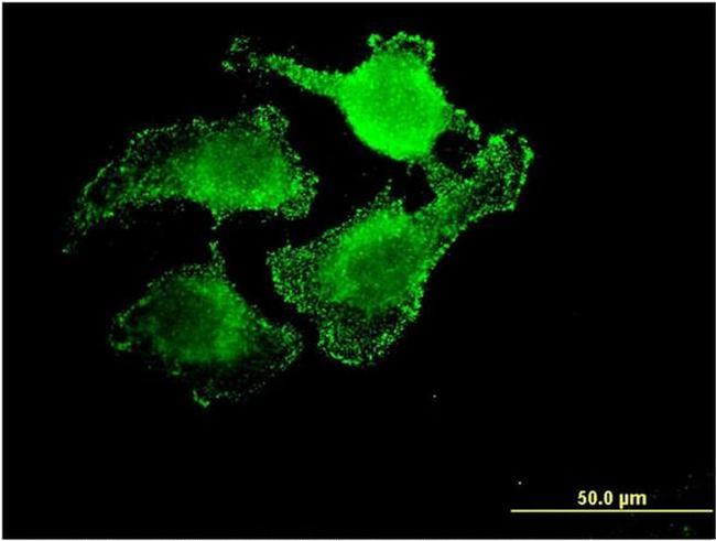 UNC5CL Antibody in Immunocytochemistry (ICC/IF)