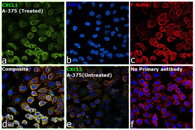 CXCL1 Antibody in Immunocytochemistry (ICC/IF)