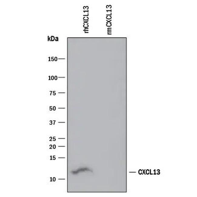 CXCL13 Antibody in Western Blot (WB)