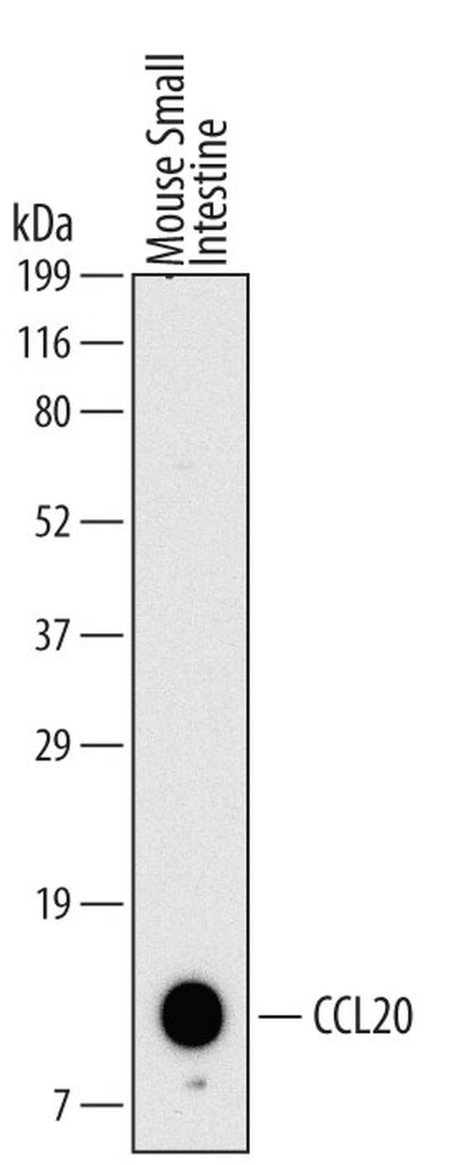 MIP-3 alpha Antibody in Western Blot (WB)