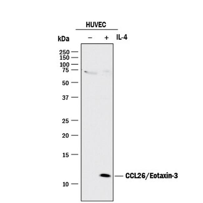 Eotaxin 3 Antibody in Western Blot (WB)