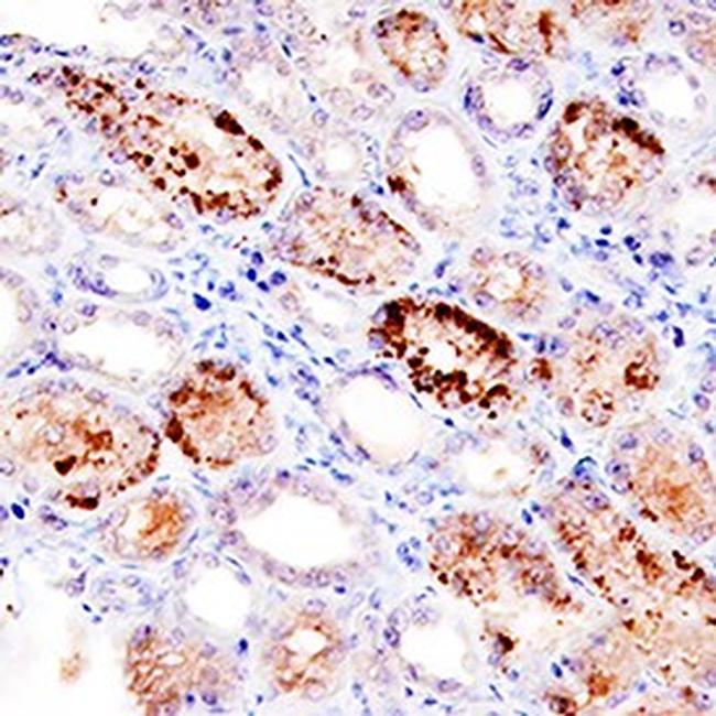 BMP-7 Antibody in Immunohistochemistry (Paraffin) (IHC (P))