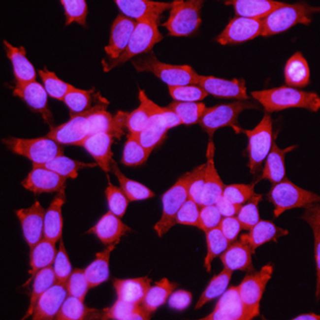 Folate Receptor alpha Antibody in Immunocytochemistry (ICC/IF)