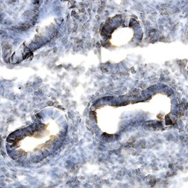 DKK1 Antibody in Immunohistochemistry (Frozen) (IHC (F))