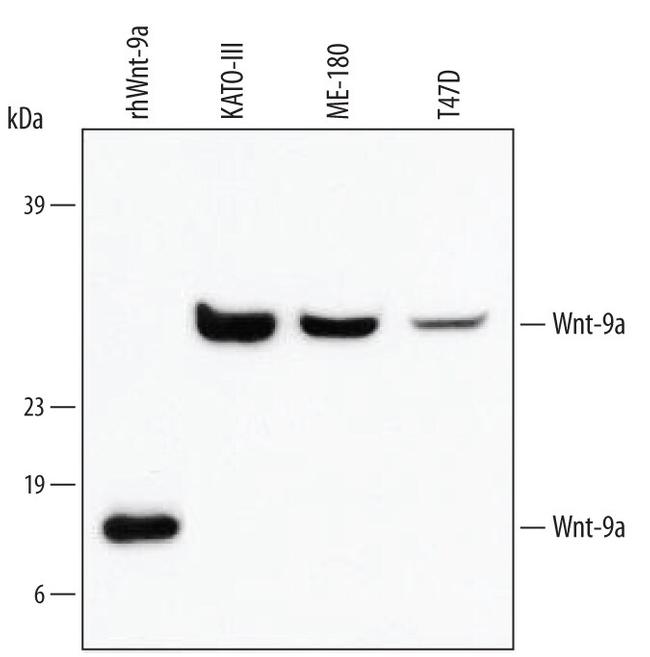 WNT9A Antibody in Western Blot (WB)