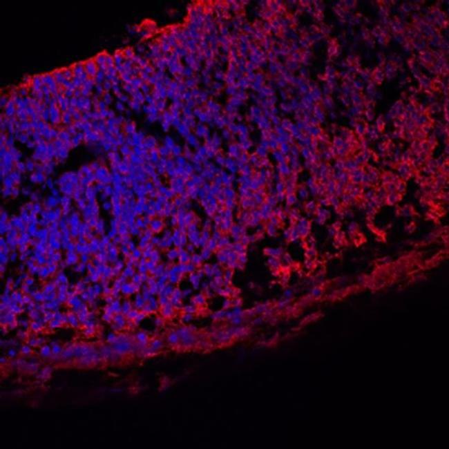 Vitronectin Antibody in Immunohistochemistry (Frozen) (IHC (F))